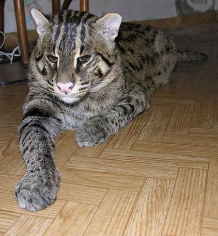 fishing-cat-04.jpg