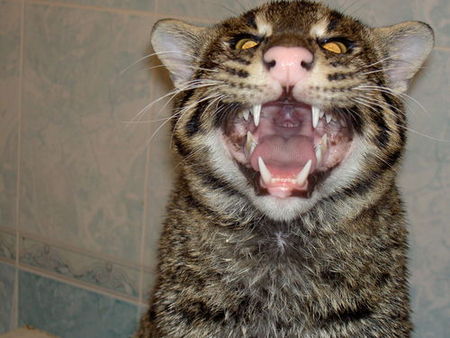 fishing-cat-05.jpg