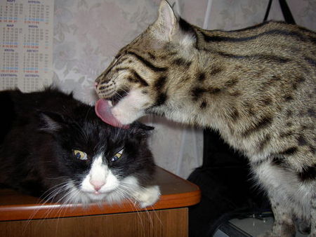 fishing-cat-07.jpg