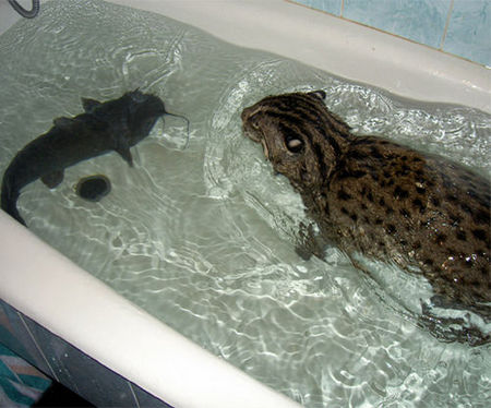 fishing-cat-10.jpg