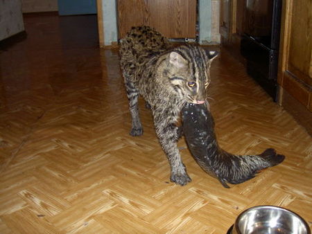 fishing-cat-11.jpg