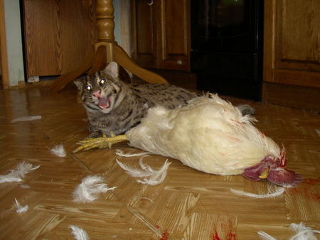 fishing-cat-12.jpg