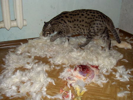 fishing-cat-13.jpg