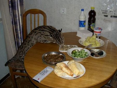 fishing-cat-14.jpg