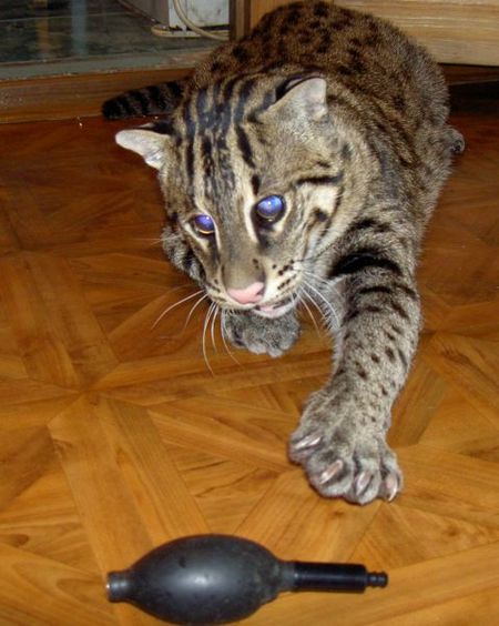 fishing-cat-17.jpg