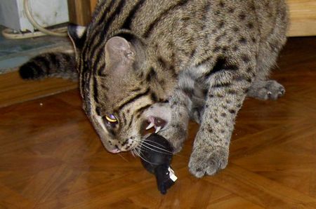 fishing-cat-18.jpg