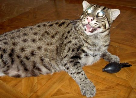 fishing-cat-19.jpg