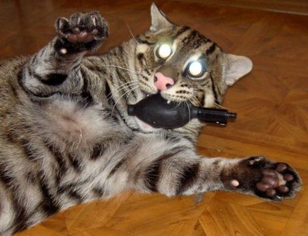 fishing-cat-20.jpg