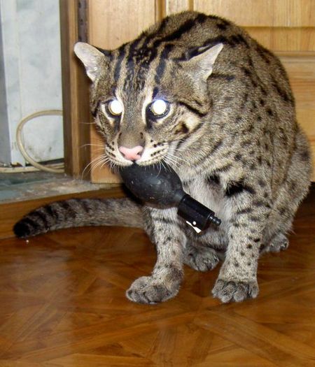 fishing-cat-21.jpg