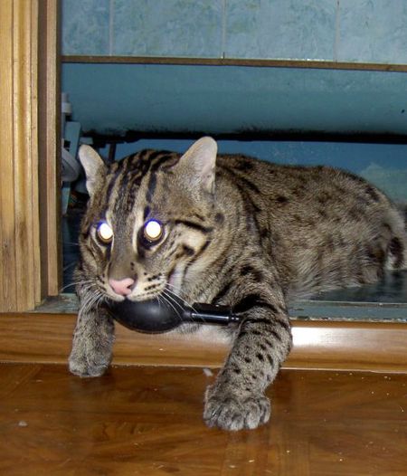fishing-cat-22.jpg