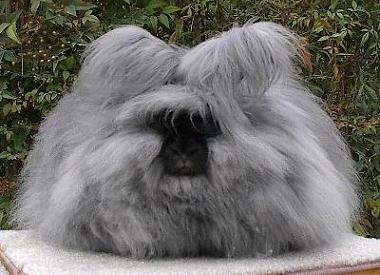 fluffy-bunny.jpg