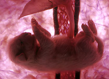 foetus-dog.jpg