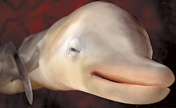 foetus-dolphin.jpg