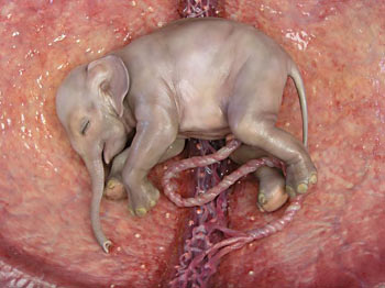 foetus-elephant02.jpg