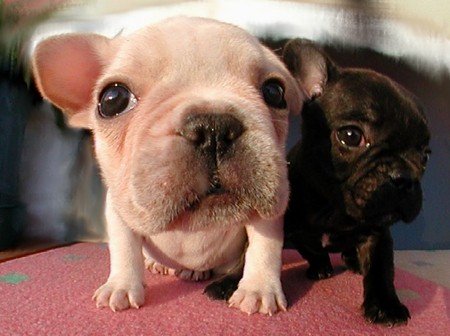 french-bulldog-puppies.JPG