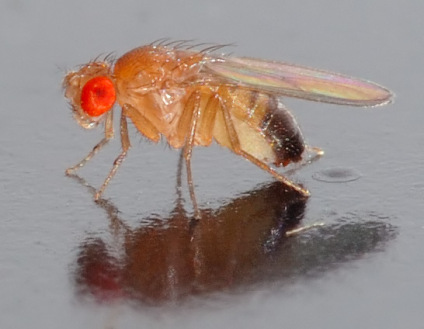 fruit-fly.jpg