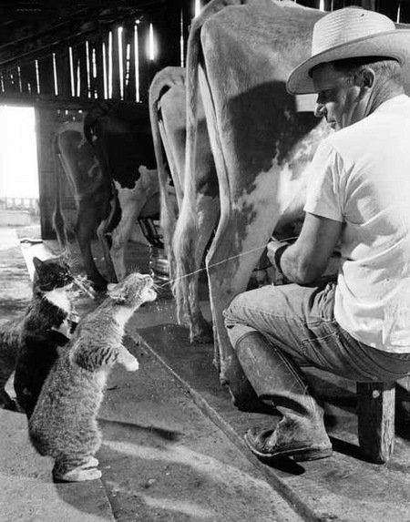funny_animal_pics_6.jpg
