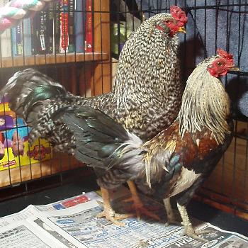 gay-roosters.jpg