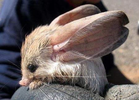 gerboa.jpg