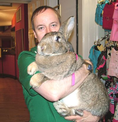 giant-rabbit-rescue.jpg