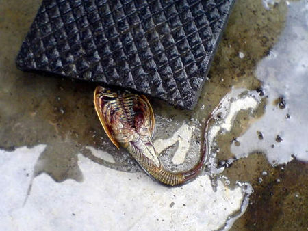 giger-fish-02.jpg