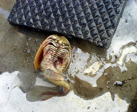 giger-fish-03.jpg