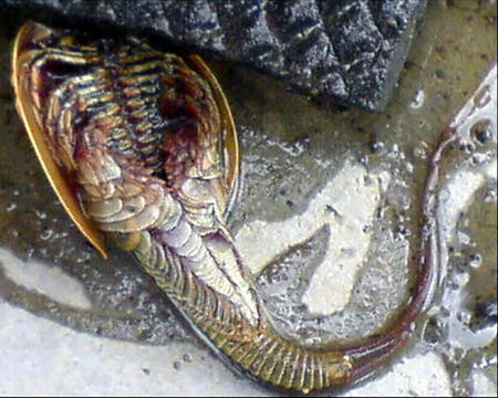 giger-fish-04.jpg