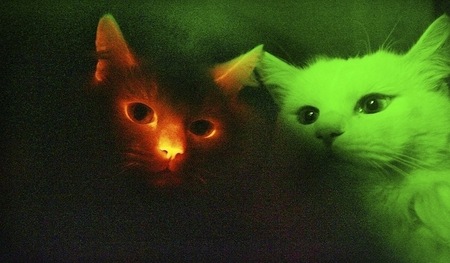glow-kitties.jpg