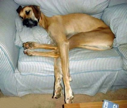 great-dane-sofa.jpg
