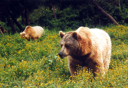grizzly_bear.jpg