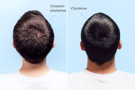 hair-whorls.jpg