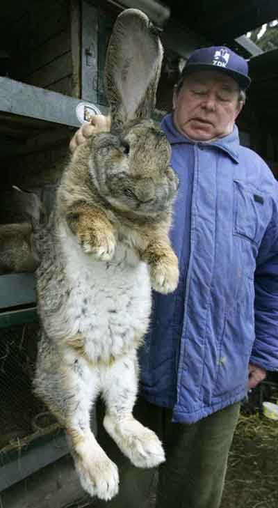 herman-giant-rabbit-02.jpg