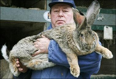 herman-giant-rabbit-03.jpg
