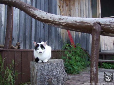 hitler-cat.jpg