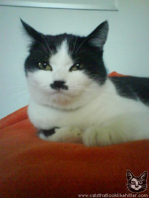 kitler.jpg