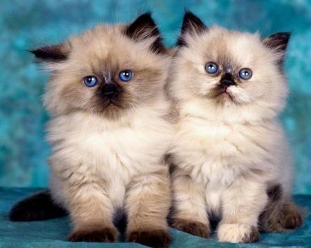 kitten-friends.jpg