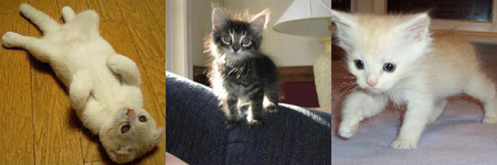 kittens.jpg