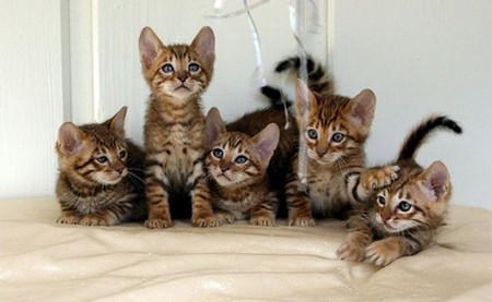 kittens-warming.jpg