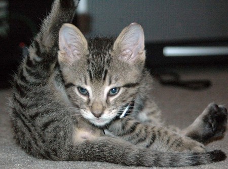 kitty-lick-butt.jpg