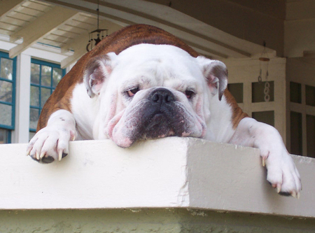 lazy-bulldog.jpg