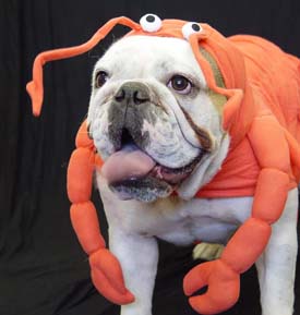 lobster-bulldog.jpg