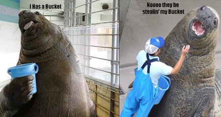 lol-seal.jpg