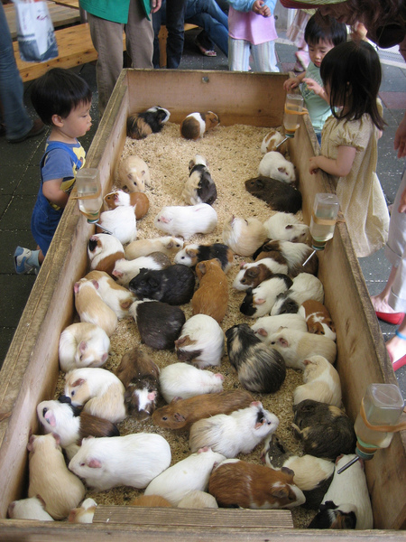 many-guinea-pigs.jpg