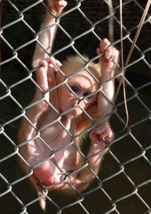 monkey-selfsuck.jpg