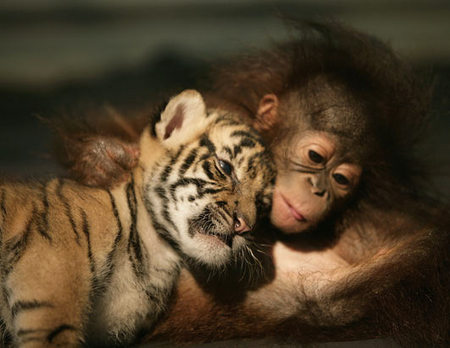 monkey-tiger.jpg