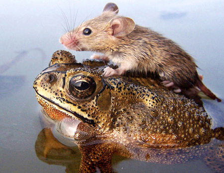 mouse-frog.jpg