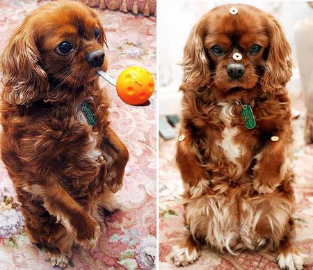 muttsspliDM2702_800x689.jpg