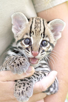ocelot-kitten.jpg