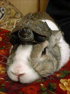 oolong-turtle.jpg