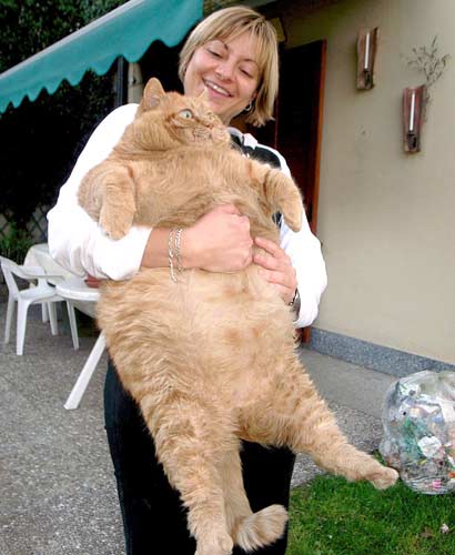 orazio-fat-cat-2.jpg